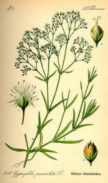 Illustration Gypsophila paniculata0