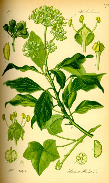 Illustration Hedera helix0