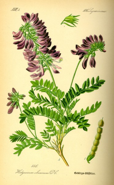Illustration Hedysarum hedisaroides0