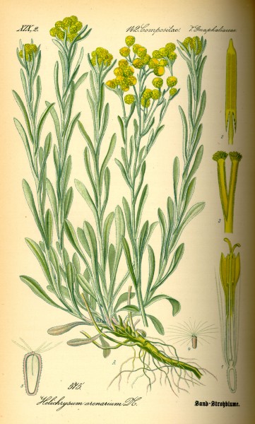 Illustration Helichrysum arenarium0