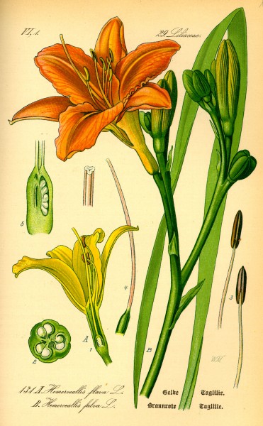 Illustration Hemerocallis fulva0