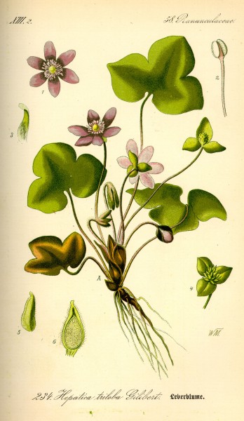 Illustration Hepatica nobilis0