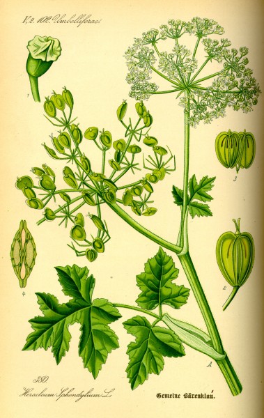 Illustration Heracleum sphondylium0