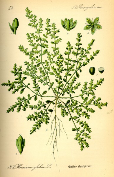 Illustration Herniaria glabra0