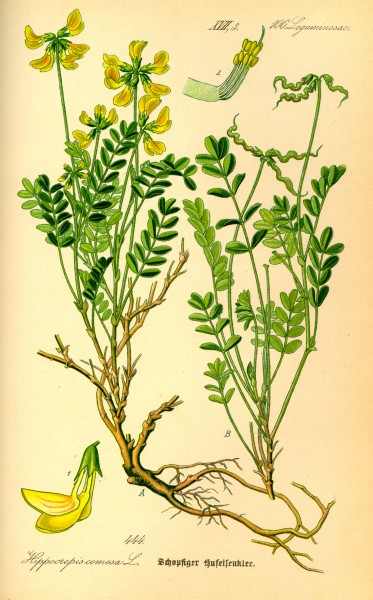 Illustration Hippocrepis comosa0