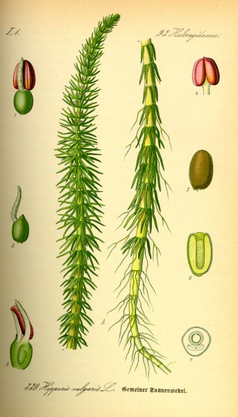 Illustration Hippuris vulgaris0
