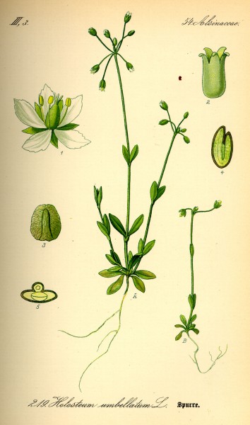 Illustration Holosteum umbellatum0