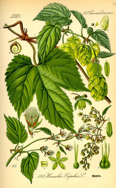 Illustration Humulus lupulus0