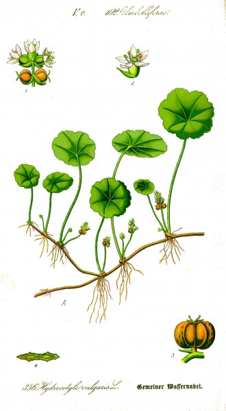 Illustration Hydrocotyle vulgaris0