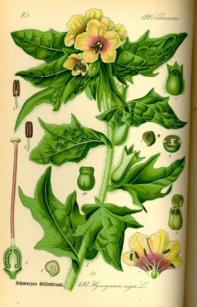 Illustration Hyoscyamus niger0