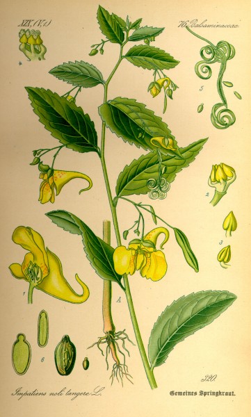 Illustration Impatiens noli-tangere0