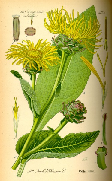 Illustration Inula helenium0