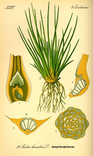 Illustration Isoetes lacustris0