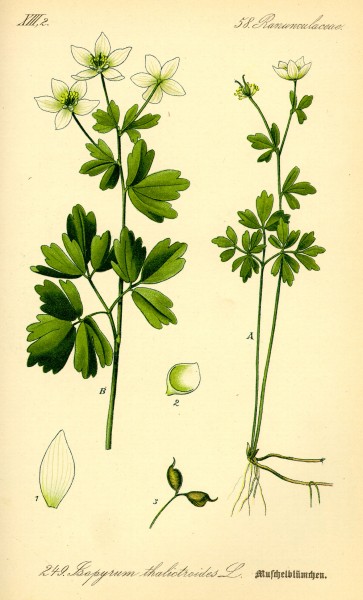 Illustration Isopyrum thalictroides0