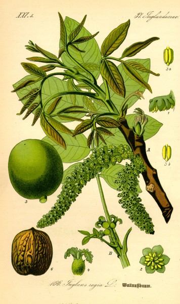 Illustration Juglans regia0