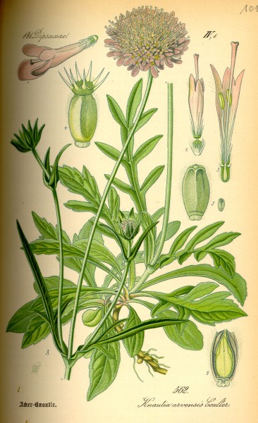 Illustration Knautia arvensis0