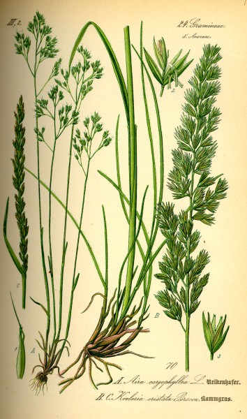 Illustration Koeleria pyramidata0