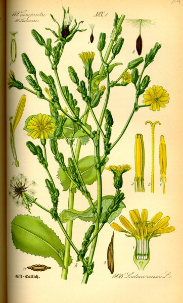 Illustration Lactuca virosa0