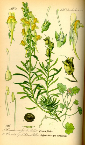 Illustration Linaria vulgaris0