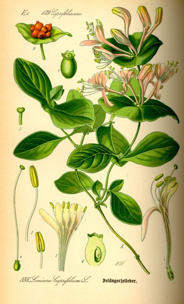 Illustration Lonicera caprifolium0