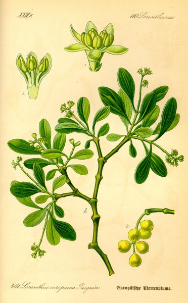 Illustration Loranthus europaeus0