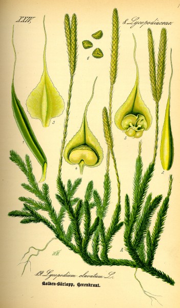 Illustration Lycopodium clavatum0