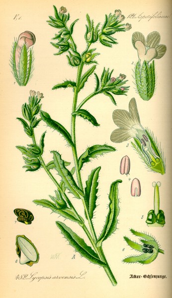 Illustration Lycopsis arvensis0