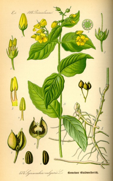 Illustration Lysimachia vulgaris0