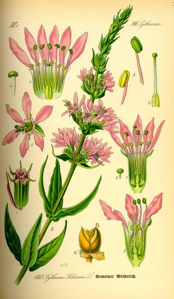 Illustration Lythrum salicaria0