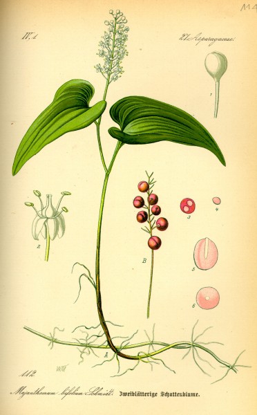 Illustration Maianthemum bifolium0