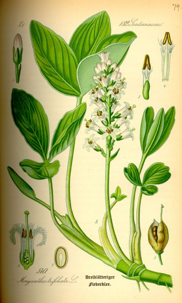 Illustration Menyanthes trifoliata0