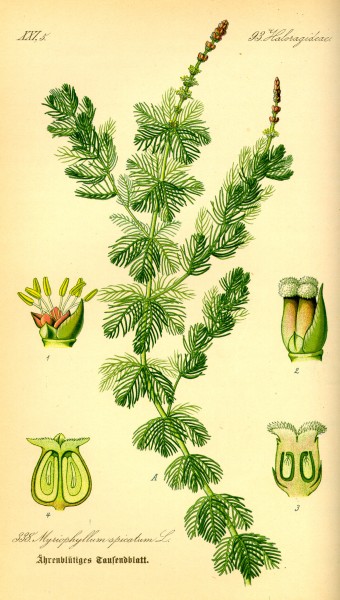 Illustration Myriophyllum spicatum0