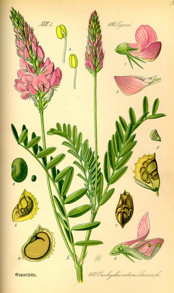 Illustration Onobrychis viciifolia0