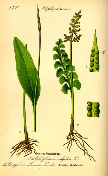 Illustration Ophioglossum vulgatum0