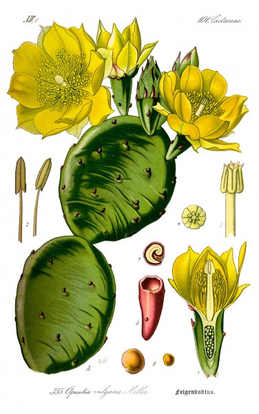 Illustration Opuntia vulgaris0 clean
