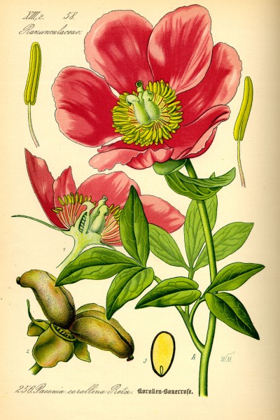 Illustration Paeonia mascula0