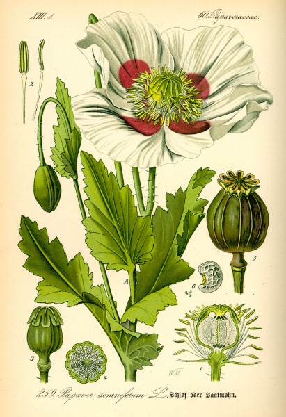 Illustration Papaver somniferum0