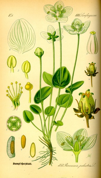 Illustration Parnassia palustris0