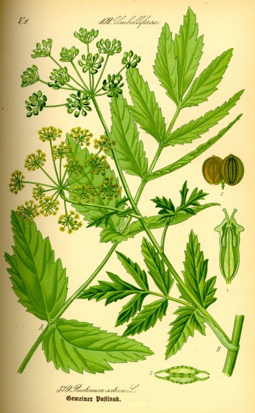 Illustration Pastinaca sativa0