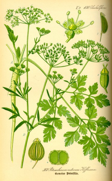Illustration Petroselinum crispum0