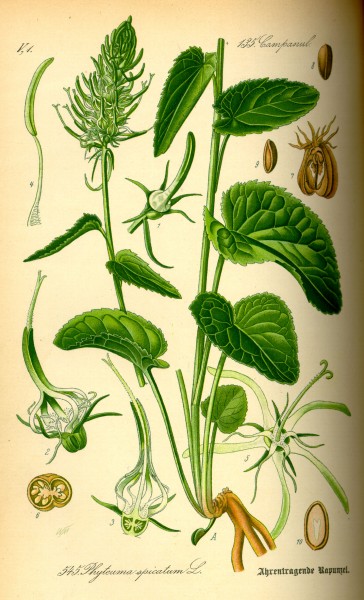Illustration Phyteuma spicatum0