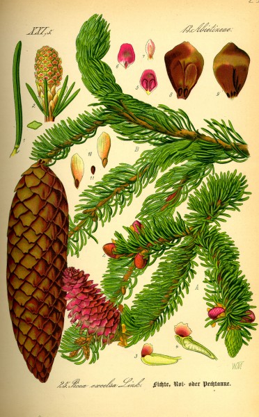 Illustration Picea abies0