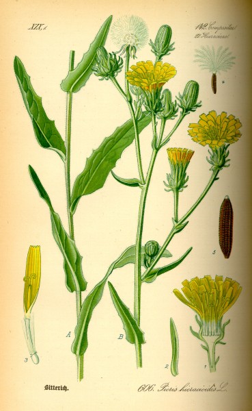 Illustration Picris hieracioides0