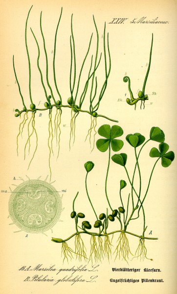 Illustration Pilularia globulifera0