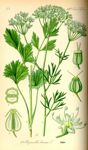 Illustration Pimpinella anisum0