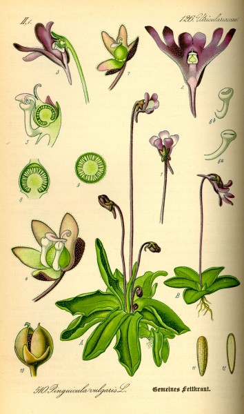 Illustration Pinguicula vulgaris0