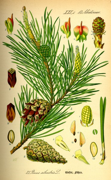 Illustration Pinus sylvestris0
