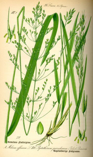 Illustration Piptatherum paradoxum0