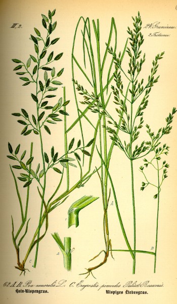 Illustration Poa nemoralis0