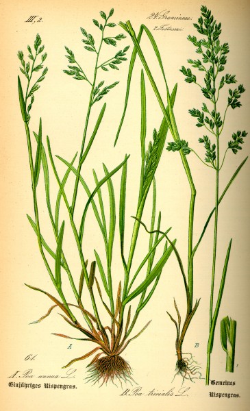 Illustration Poa trivialis0